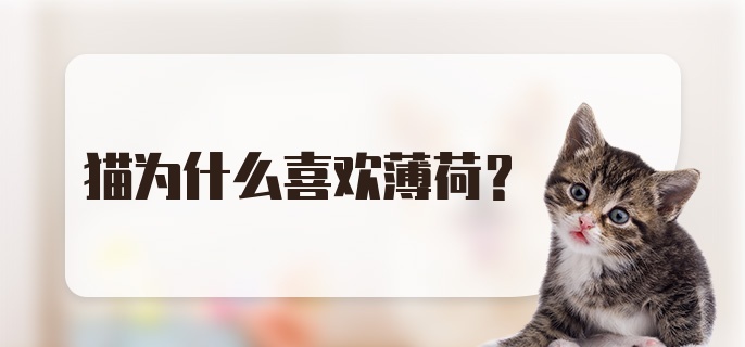 猫为什么喜欢薄荷?