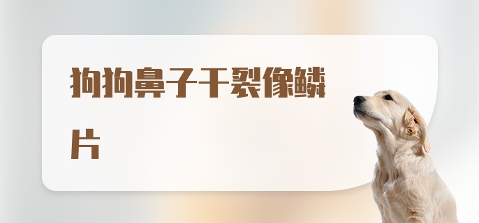 狗狗鼻子干裂像鳞片