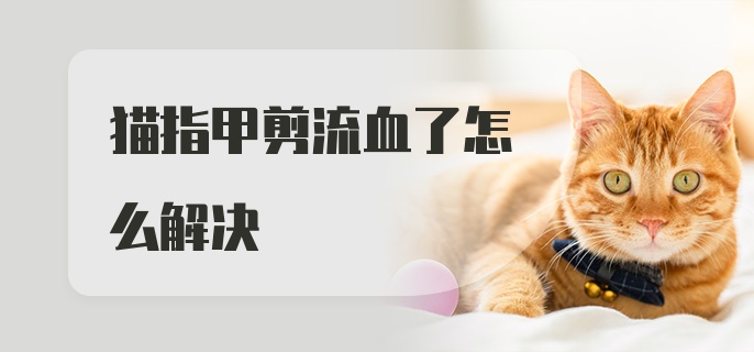 猫指甲剪流血了怎么解决