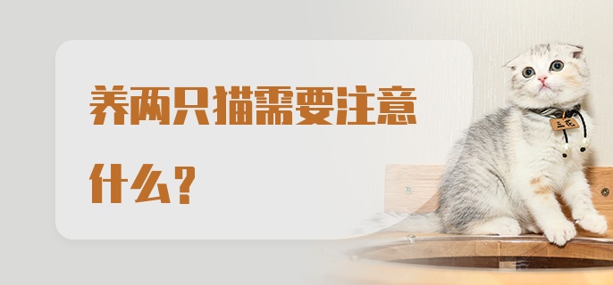 养两只猫需要注意什么？