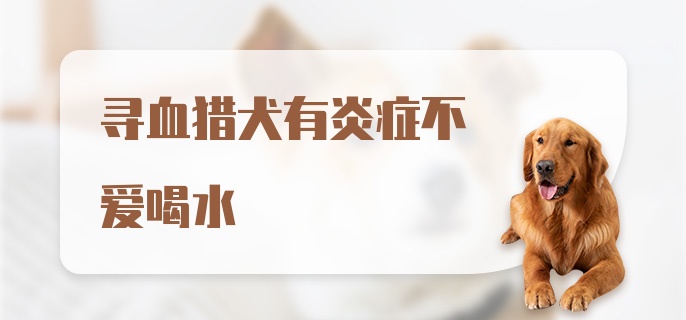 寻血猎犬有炎症不爱喝水