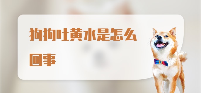 狗狗吐黄水是怎么回事