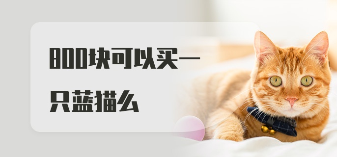 800块可以买一只蓝猫么