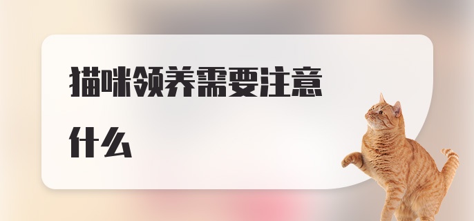 猫咪领养需要注意什么