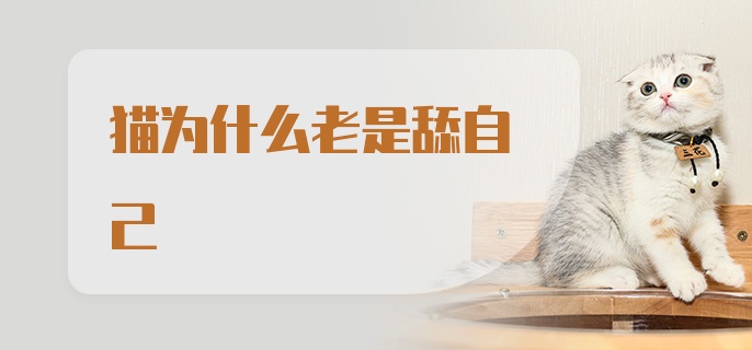 猫为什么老是舔自己