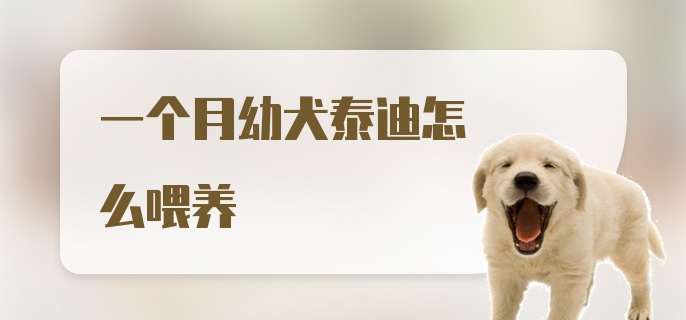 一个月幼犬泰迪怎么喂养