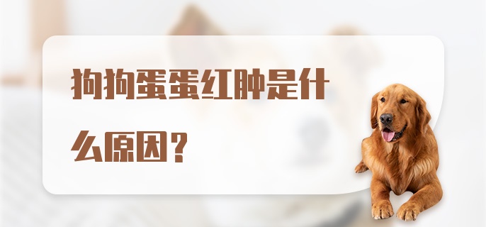 狗狗蛋蛋红肿是什么原因？