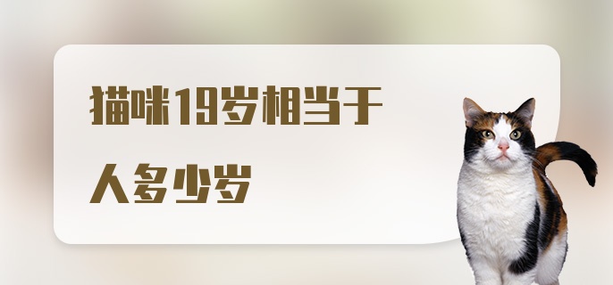 猫咪19岁相当于人多少岁