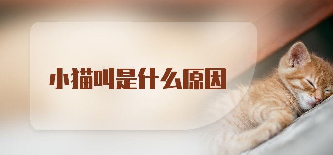 小猫叫是什么原因