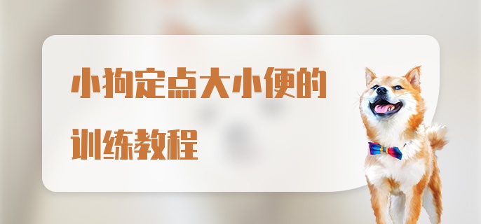 小狗定点大小便的训练教程