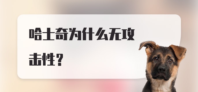 哈士奇为什么无攻击性?