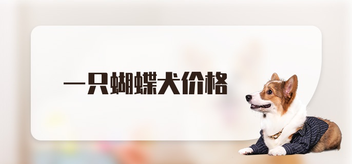 一只蝴蝶犬价格