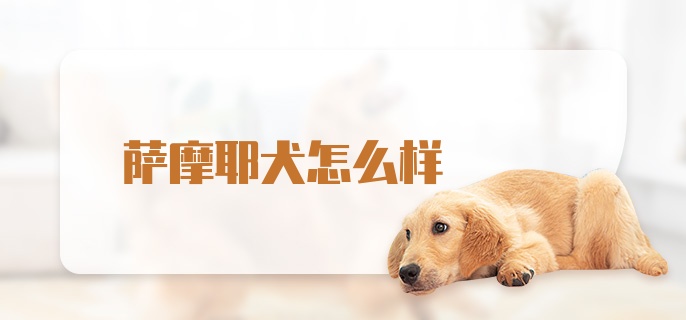 萨摩耶犬怎么样