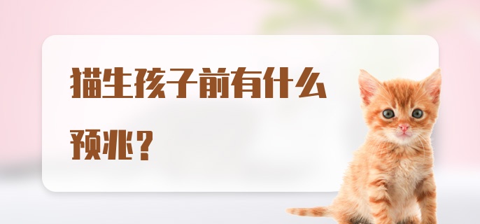 猫生孩子前有什么预兆？