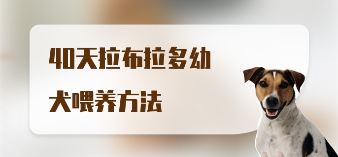 40天拉布拉多幼犬喂养方法