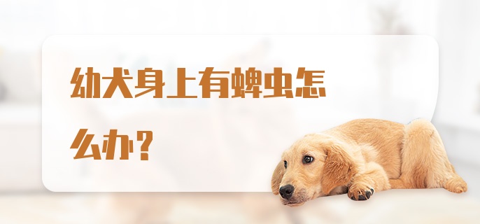 幼犬身上有蜱虫怎么办？