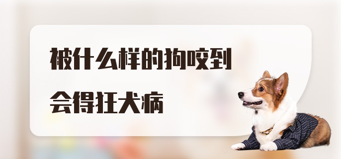 被什么样的狗咬到会得狂犬病