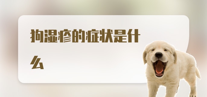 狗湿疹的症状是什么