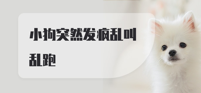 小狗突然发疯乱叫乱跑