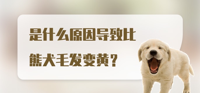 是什么原因导致比熊犬毛发变黄？