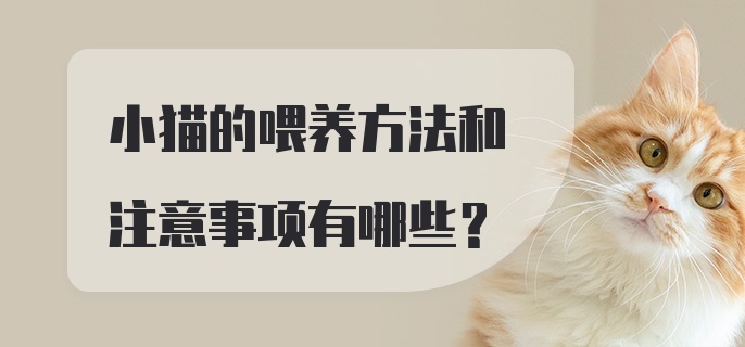 小猫的喂养方法和注意事项有哪些？