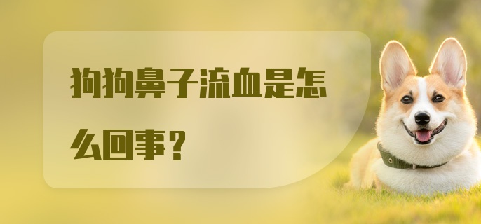 狗狗鼻子流血是怎么回事?