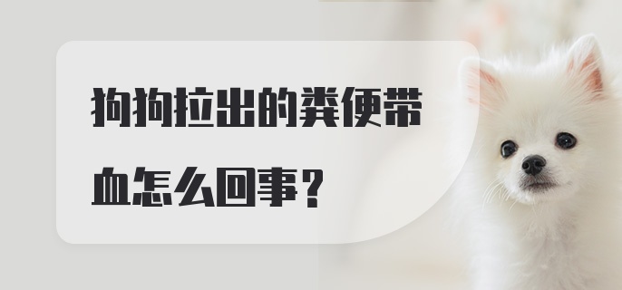 狗狗拉出的粪便带血怎么回事？