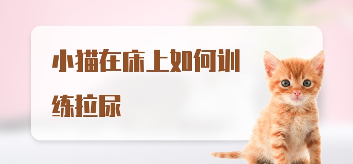 小猫在床上如何训练拉尿