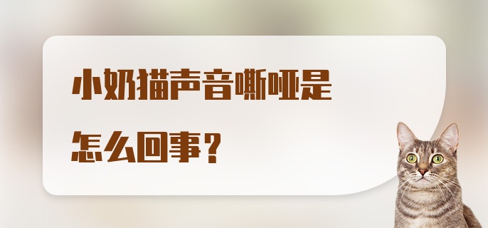 小奶猫声音嘶哑是怎么回事？