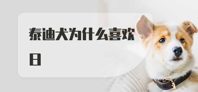 泰迪犬为什么喜欢日