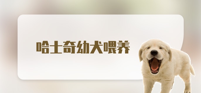 哈士奇幼犬喂养