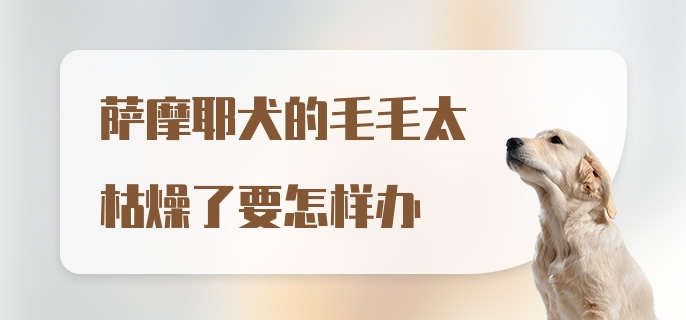 萨摩耶犬的毛毛太枯燥了要怎样办