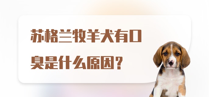 苏格兰牧羊犬有口臭是什么原因？