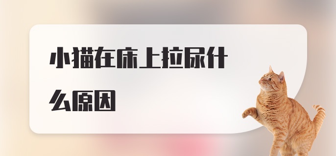 小猫在床上拉尿什么原因