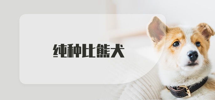 纯种比熊犬