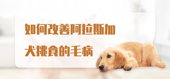 如何改善阿拉斯加犬挑食的毛病