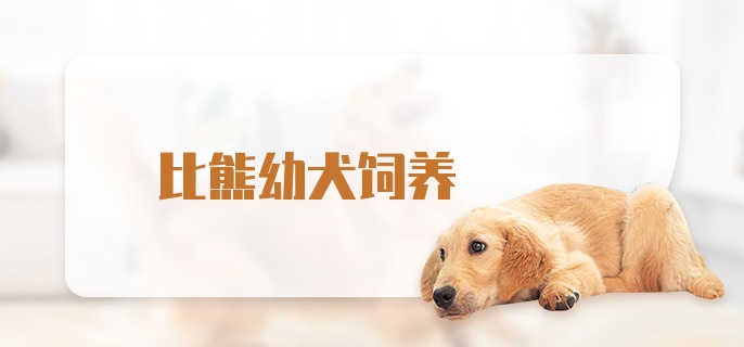 比熊幼犬饲养