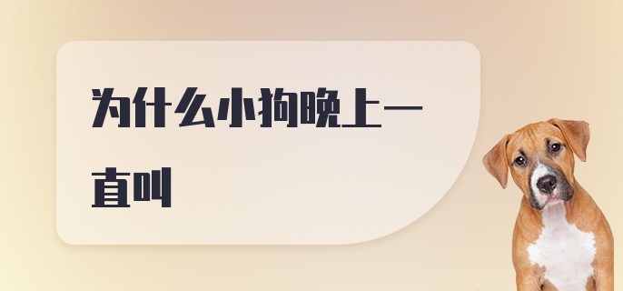 为什么小狗晚上一直叫