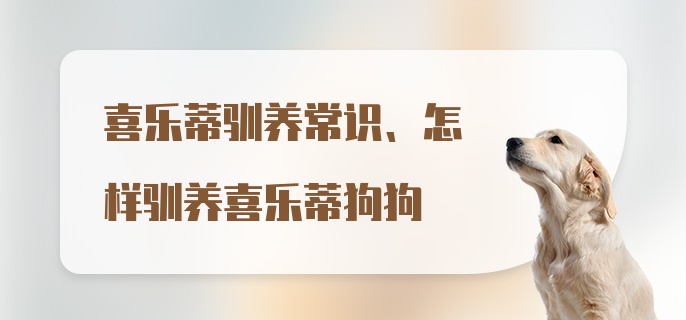 喜乐蒂驯养常识、怎样驯养喜乐蒂狗狗