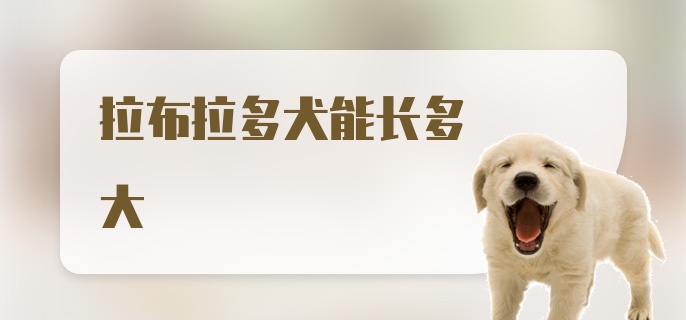 拉布拉多犬能长多大