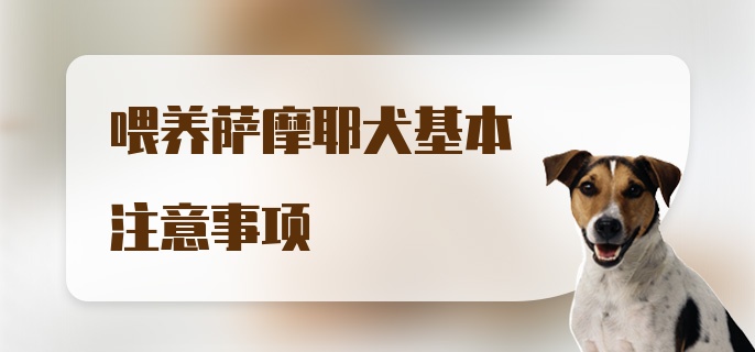 喂养萨摩耶犬基本注意事项