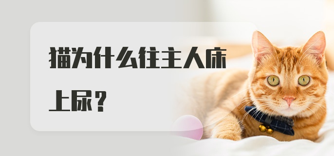 猫为什么往主人床上尿？