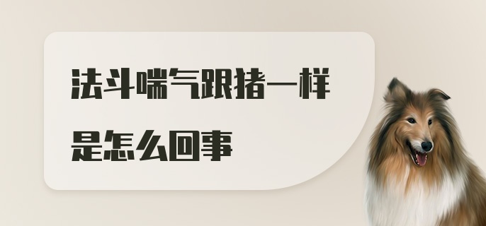 法斗喘气跟猪一样是怎么回事