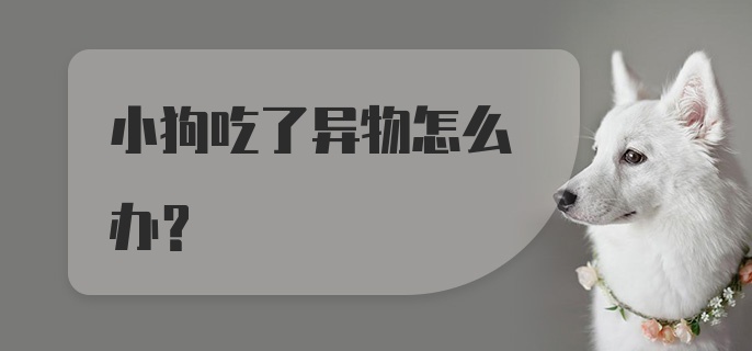 小狗吃了异物怎么办？