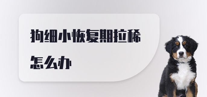 狗细小恢复期拉稀怎么办