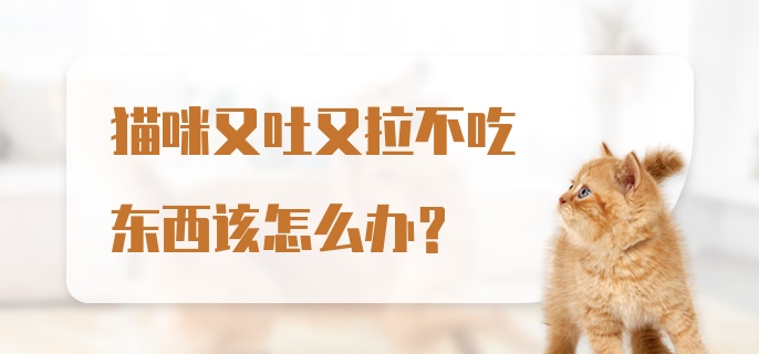 猫咪又吐又拉不吃东西该怎么办？