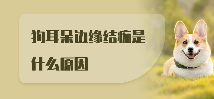 狗耳朵边缘结痂是什么原因