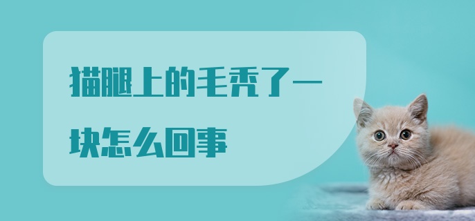 猫腿上的毛秃了一块怎么回事