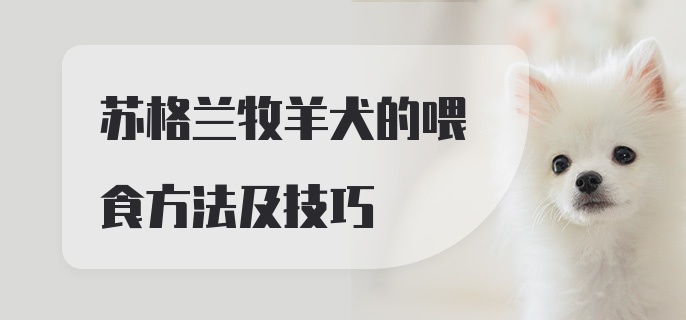 苏格兰牧羊犬的喂食方法及技巧