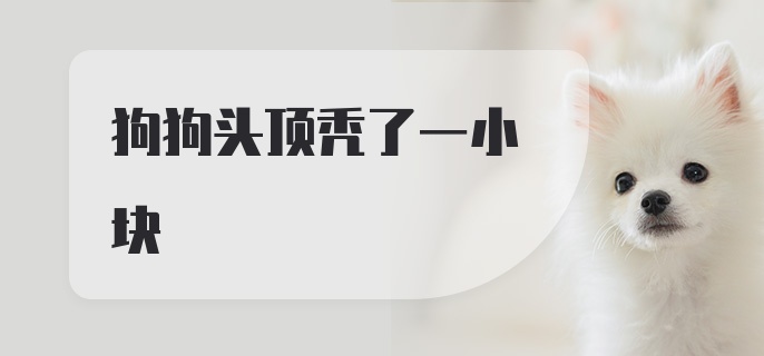 狗狗头顶秃了一小块